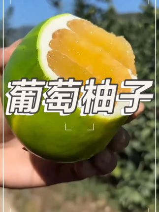 #新鲜采摘 黄金爆汁葡萄柚 #视频同款在啇品橱窗 #当季水果 现摘建黄汁葡萄柚新鲜应季孕妇水果柚子|个3/5斤清甜#快来一起尝个鲜 黄金爆汁葡萄柚