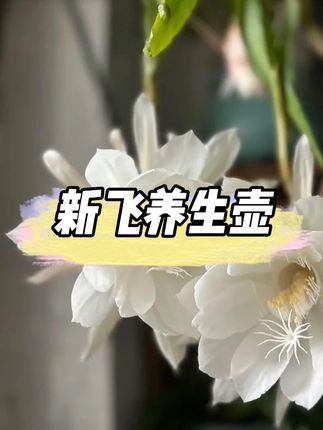 新飞新款养生壶现在有活动 #超便宜超划算#多功能养生壶#养生壶推荐#养生茶饮