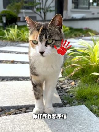 一个月只需两位数就能让猫咪实现猫条自由!上市公司旗下佰萃粮猫条,好吃不贵,猫主子都抢着吃#萌宠好物#萌宠出道计划 #新手养猫 #猫咪
