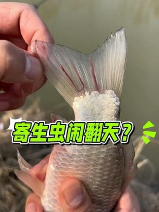 用了它再也不怕鱼塘寄生虫#寄生虫 #锚头蚤 #鱼虱 #鱼耀