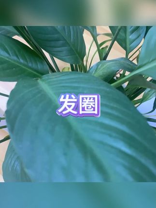 发绳 #超宽发圈 #韩版发饰 #高弹头绳 #肌肤感 #发型搭配