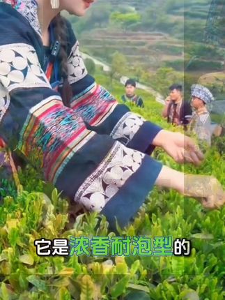 正宗贵州明前都匀毛尖特级绿茶高山云雾春茶手工采摘浓香耐泡型 #都匀毛尖 #明前茶 #手工采摘