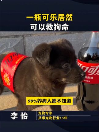一瓶可乐居然可以救狗命 #养狗经验分享 #科学养宠攻略 #狗是人类最忠诚的朋友 #养狗人 #新手养狗