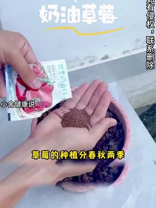 奶油草莓种子四季播种白草莓种籽子阳台盆栽蔬菜庭院室外