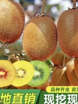 本地适合种植的猕猴桃树苗,收到之后不用缓苗,直接种...