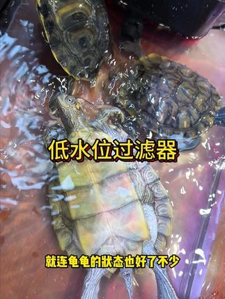 装上这个低水位过滤器,龟龟在这里面游的可真欢啊。 #养龟 #养龟日记 #低水位过滤器 #水族器材
