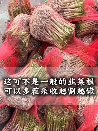 秋季种韭菜根很合适,因为这个季节的韭菜根比较粗,而且出苗时间很快 #露台种菜 #韭菜根