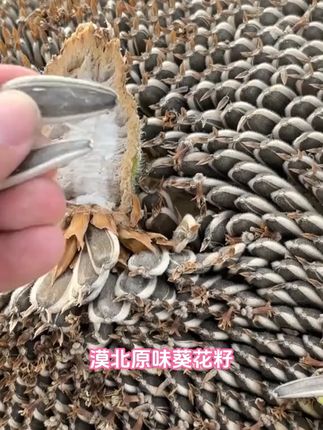 一吃就忘不掉的内蒙古363大颗粒原味瓜子! #超值好物省心选 #农产品 #零食 #原味 #童年味道