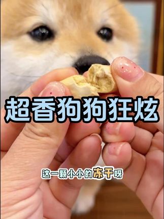 鲜朗贵贵的狗狗生骨肉冻干试吃羊毛了!12块8薅4包 比正装划算多了#冻干 #冻干推荐 #鲜朗 #狗狗
