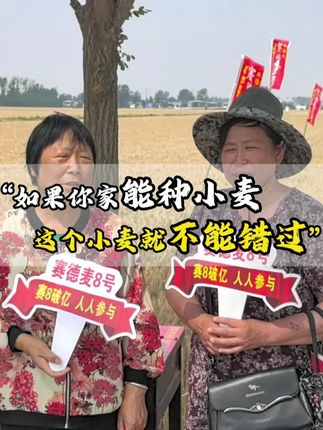 如果你家地能种小麦,这个小麦就不能错过 #三农 #小麦 #高产高抗小麦种 #高产小麦 #增产增收才是硬道理