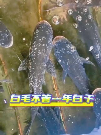 #水产 #水产养殖 #四大家鱼养殖 #高密度养殖