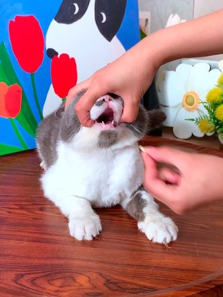 对付不吃药的小猫 用这种宠物喂药器一推就喂药成功了#猫咪喂药器#宠物用品
