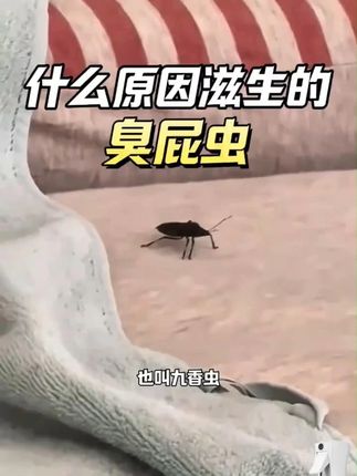 刚搬家被虫子搞疯 保姆级杀虫教学 现在家里一个都没了!!! #灭虫小妙招  #防虫小妙招  #虫害防治  #杀虫  #臭屁虫