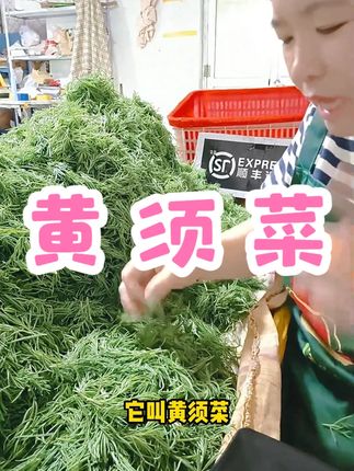 渤海湾现挖新鲜黄须菜黄茎菜蒸包子包饺子口感鲜嫩包邮现发 #好物分享 #热点宝 #黄须菜 #好吃到停不下来 #好吃不贵经济实惠