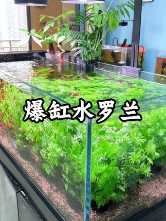 价格便宜还能净化水质的水草你见过吗,不挑水质有光没光都能活的很好#鱼缸造景#水草 #养鱼日记 #水罗兰