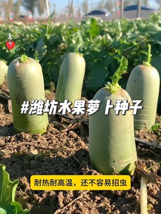 #水果萝卜 #萝卜种植 #萝卜籽 #蔬菜种植 #萝卜