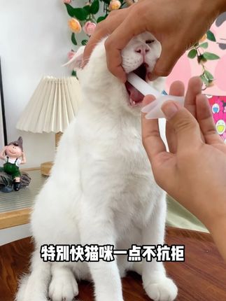 养宠物真的跟养孩子一样,有了这个不用再担心给它们喂药难了 #宠物喂药器 #宠物用品 #猫咪吃药