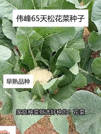 花菜管理关键两步:打老叶 + 遮花球,养分集中长得又大又软 #早熟松花菜种子 #松花菜种子 #花菜种子 #早熟花菜种子 #松花菜种植