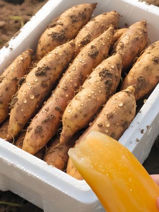 有“地下雪梨”美称的雪莲果,清脆爽口,一口开始冰爽清甜!外表朴实,内里晶莹水润。咬上一口,汁水四溢,清甜在舌尖散开,清爽脆口,毫无涩感。富含多种营养,既能当水果直接吃,又能入菜炖汤。吃法多样!别错过,赶紧尝尝这清甜!#雪莲果  #优质农产品 #营养丰富  #脆甜多汁 #快来一起尝个鲜