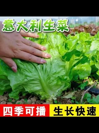 意大利生菜耐热耐寒耐抽薹蔬菜种子阳台庭院蔬菜种子 意大利生菜耐热耐寒耐抽薹蔬菜种子阳台庭院蔬菜种子