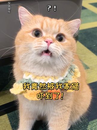 一只鱼蛋仔🐱