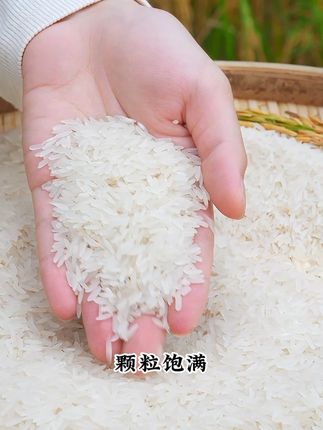 国庆2斤免费试吃!25年丝苗米新米上市!有运费险放心拍 #吃一次就忘不了的味道#吃了还想吃#大米#丝苗米#国庆