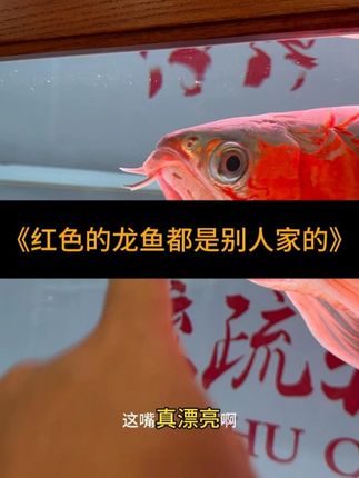 好看的龙鱼发色都是有秘诀的 养一条龙鱼千万不能少了鱼缸的维生素不然鱼不红了#养鱼 #红龙鱼 #养鱼日记 #福王龙老龙王 @DOU+上热门