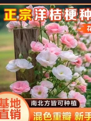 #洋桔梗 又叫无刺玫瑰,开花艳丽#阳台花盆吗小院均可种植