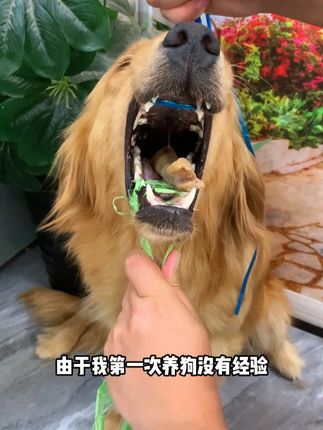 别等到你家狗子出门误食去了汪星,才后悔没有给它戴嘴套#狗狗 #狗嘴套 #萌宠好物 #防咬防乱吃嘴套