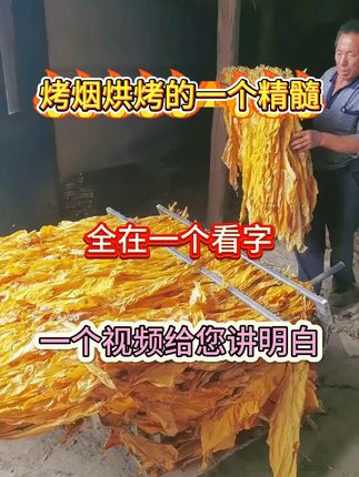 #烤烟#烟草#增产增收才是硬道理#烤房专用满炉金#烤烟种植技术与管理