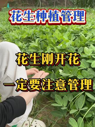 #花生种植 #抖音助农 #农业种植 #服务三农支持三农