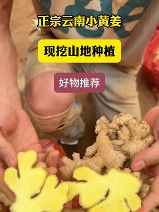 咱农民家孩子实诚,宁可带泥绝不泡药!#云南小黄姜 #生姜 #姜 #优质农产品 #现挖现发