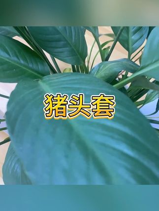猪头套 #养殖工具 #安全 #套猪 #猪头套 #养殖