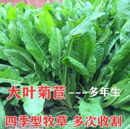 大叶菊苣种子,多年生宿根,可以重复茬割#养殖户 #牧草种子 #菊苣