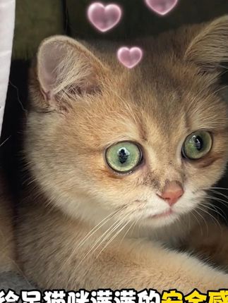 降温啦降温啦,这款宠物窝真的很实在 #萌宠好物 #猫窝 #狗窝
