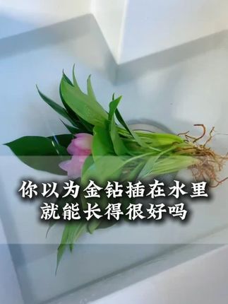 做好这几点,再也不用担心金钻会黄叶了#水培植物
