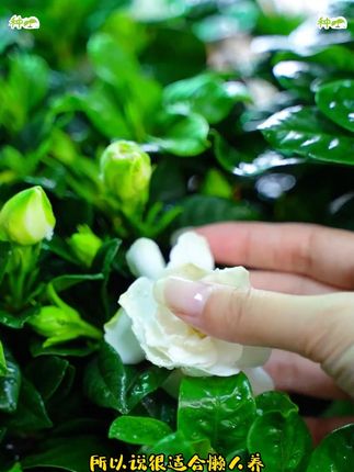 “遇人如遇花,无需太多, 开在心上,一朵即可…” #栀子花 #桅子花开 #室内盆栽 #花卉绿植 #我的花花草草🌸🌸