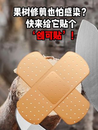 给果树剪锯口贴“创可贴”?这个效果太好了!你也来试试! #亿能碳 #果树管理 #种植小技巧 #农资肥料 #新农人