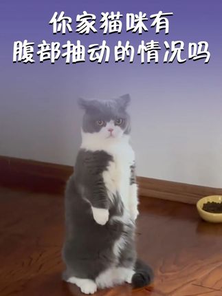 毛孩子❤脏出现预警的信号一定要引起重视!别等出现问题了再后悔,那时候就是你花钱它遭罪!!#萌宠好物 #新手养宠 #科学养宠攻略 #辅酶q10 #辅酶q10保护心脏提高运动能力