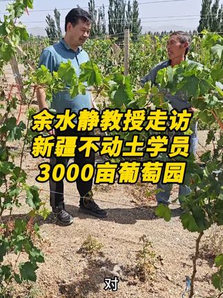 余水静教授走访新疆不动土学员3000亩葡萄园 #余水静不动土栽培 #不动土栽培技术 #余水静 #不动土种植 #微生物菌肥 @不动土栽培技术-余水静 @江西不动土农业科技 @不动土-余老师助理 @掌上学农 @农誉农业