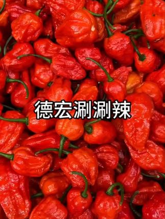 云南德宏新鲜涮涮辣特辣魔鬼辣椒云南特产象鼻辣#涮涮辣 #涮涮辣蘸水 #涮涮辣椒