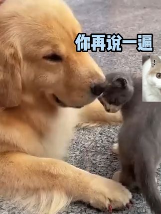 猫后生配音秀