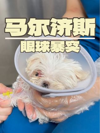 张政team宠物集诊