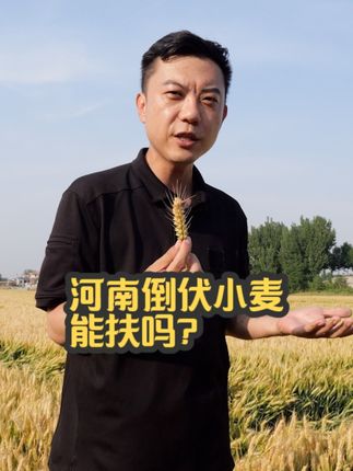 央视主播说三农