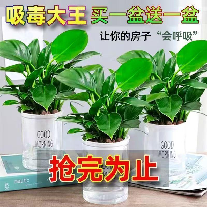 金钻绿公主盆栽室内植物花卉水培绿植客厅好养活新房办公桌面盆景