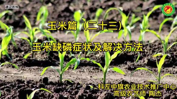 三分钟农视——玉米篇(二十三)玉米缺磷症状及解决方法