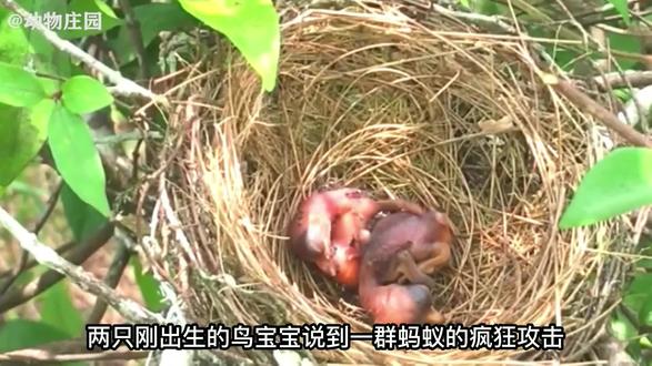 幼鸟受到一群蚂蚁袭击,小鸟父母不顾安危解救 #抖音小助手