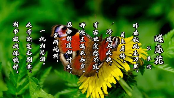 小儿学古诗之《蝶恋花》