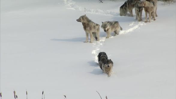 狼群冰原猎杀野牛,两大种族的碰撞,谁能更胜一筹!