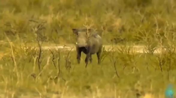 疣猪戏弄雌狮的结局 - 疣猪大战狮子、鬣狗、豹子